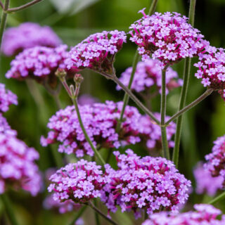 Verbena Bonariensis