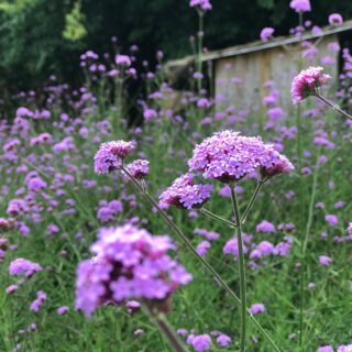 Verbena Bonariensis