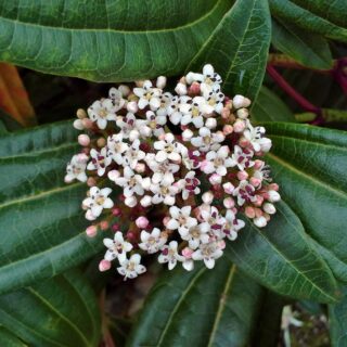 Viburnum Davidii