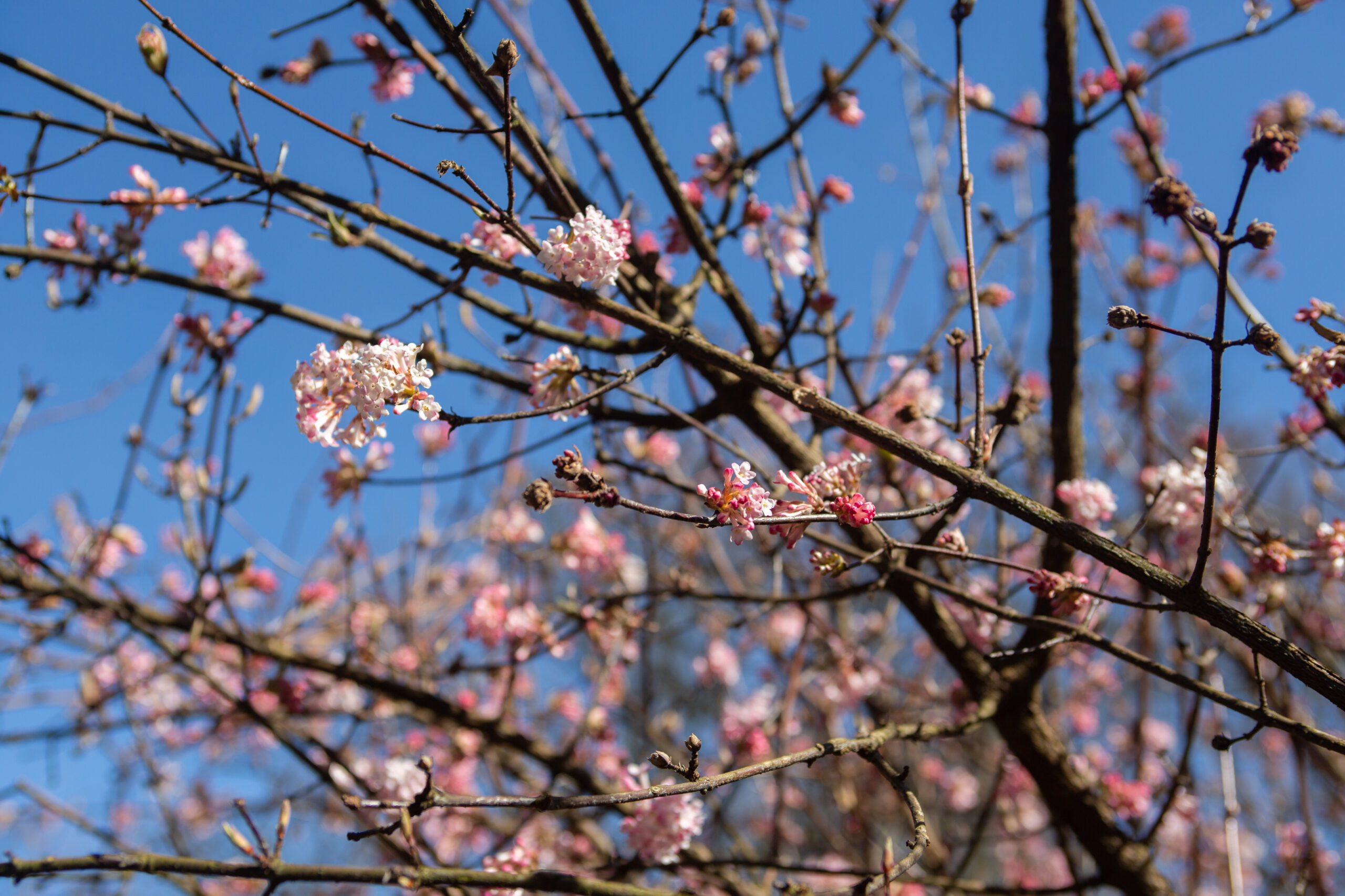 Viburnum Farreri Viburnum Farreri