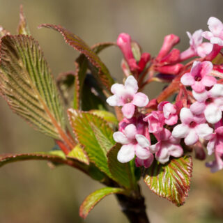 Viburnum Farreri