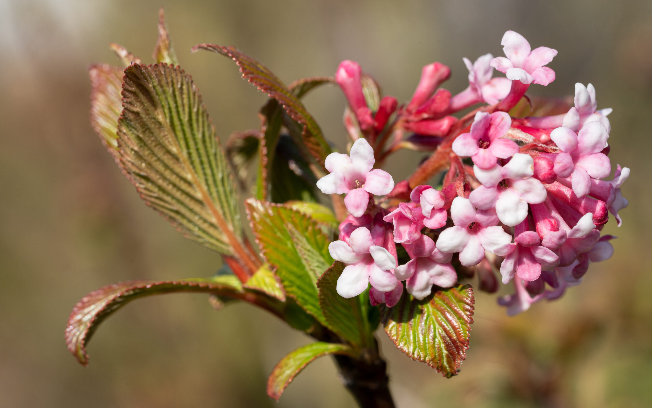 Viburnum Farreri Viburnum Farreri