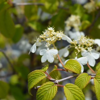 Viburnum Plicatum ‘Kilimandjaro’