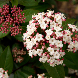 Viburnum Tinus