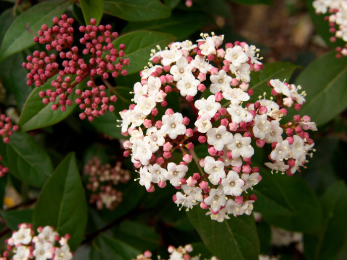 Viburnum Tinus