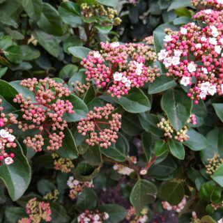 Viburnum Tinus
