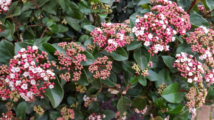 Viburnum Tinus