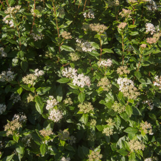 Viburnum Tinus ‘Eve Price’