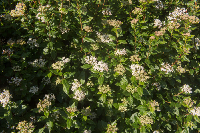 Viburnum Tinus 'Eve Price'