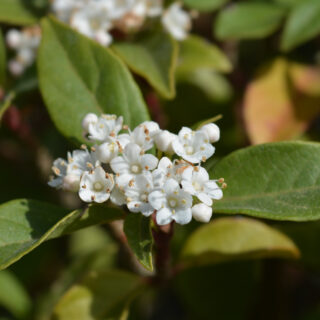 Viburnum Tinus ‘Eve Price’