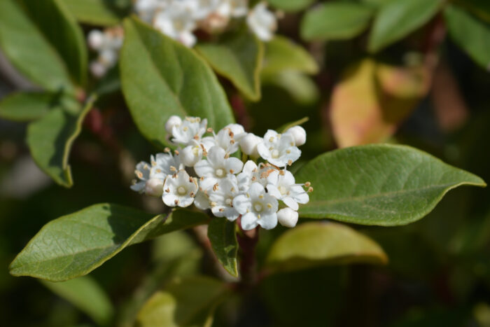 Viburnum Tinus 'Eve Price'