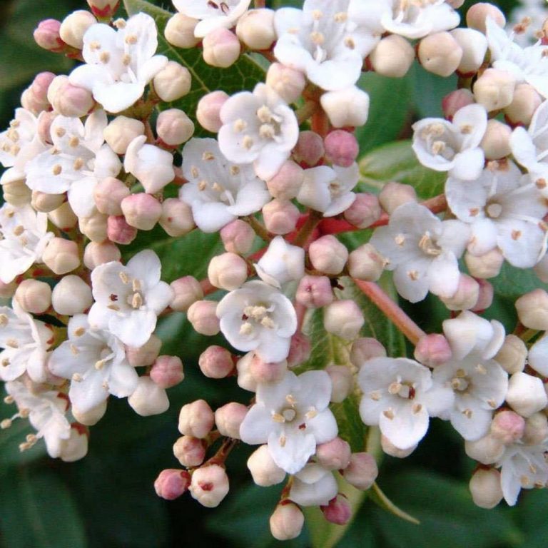 Viburnum tin. ‘Spirit’ Plants To Your Door