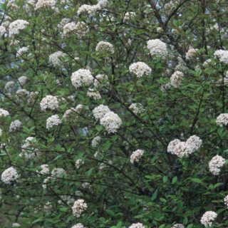 Viburnum x Burkwoodii