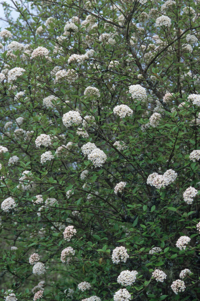 Viburnum x Burkwoodii