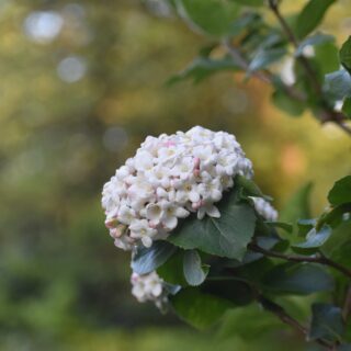 Viburnum x Burkwoodii