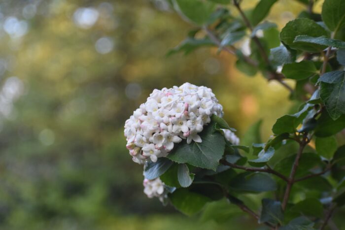 Viburnum x Burkwoodii