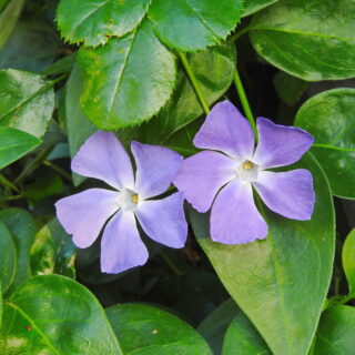 Vinca Major