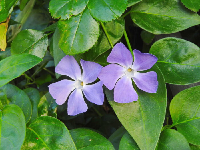 Vinca Major