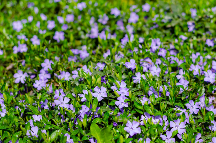 Vinca Major