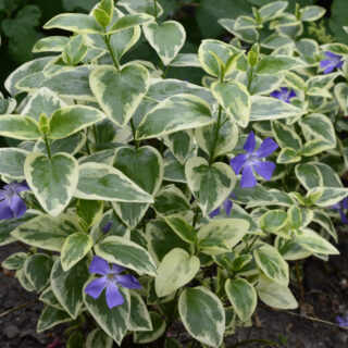 Vinca Major &#8216;Variegata&#8217;