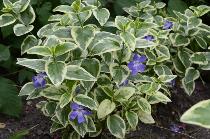 Vinca Major 'Variegata'