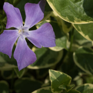 Vinca Major &#8216;Variegata&#8217;