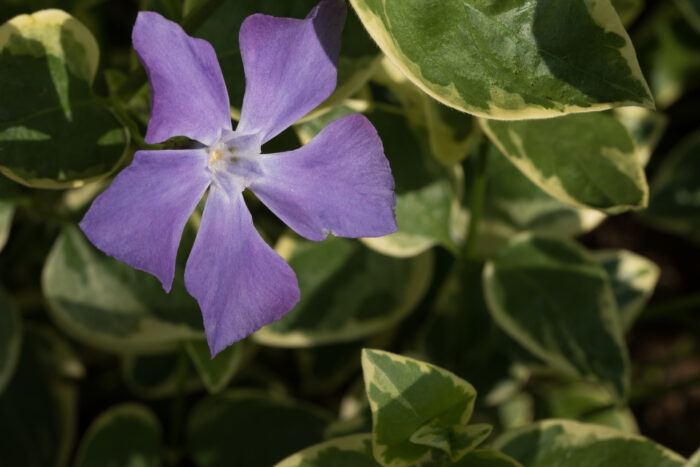 Vinca Major 'Variegata'