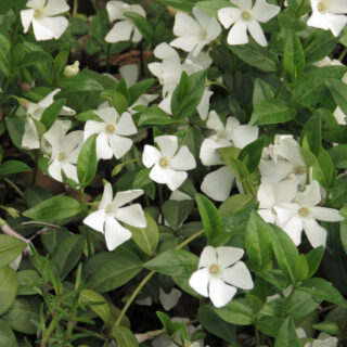 Vinca Minor Alba