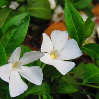 Vinca Minor Alba