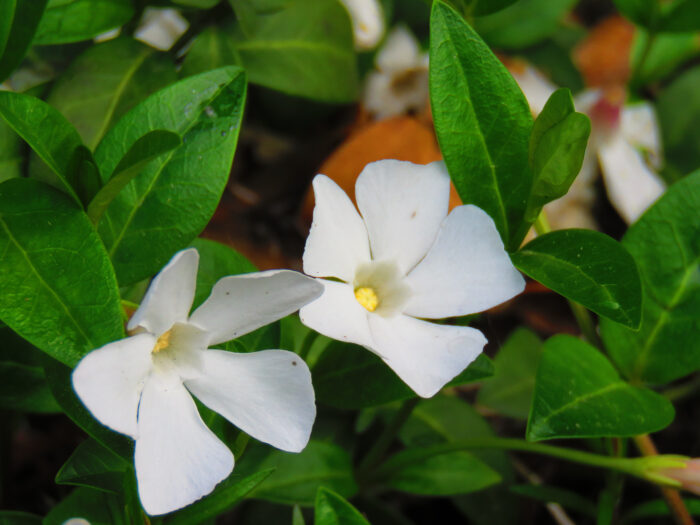 Vinca Minor Alba