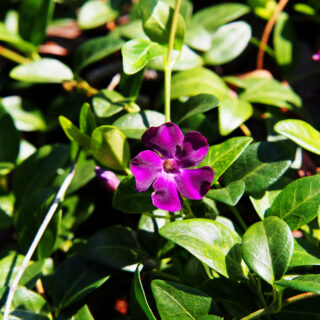 Vinca Minor &#8216;Atropurpurea&#8217;