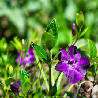 Vinca Minor &#8216;Atropurpurea&#8217;
