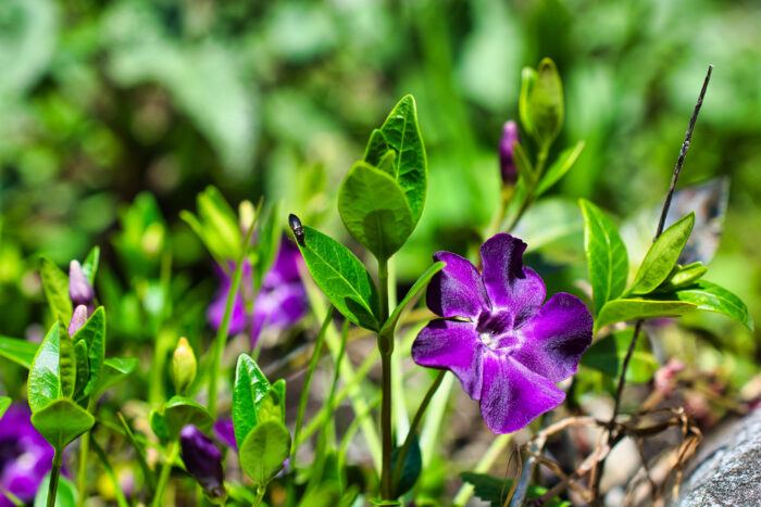 Vinca Minor 'Atropurpurea'