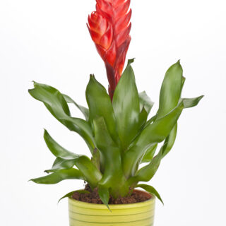 Vriesea Splendens
