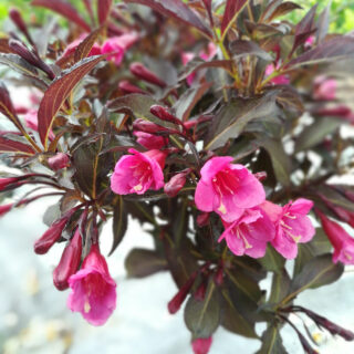 Weigela Florida ‘Alexandra’