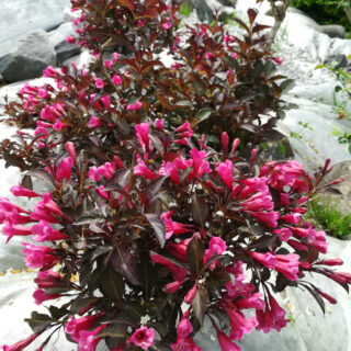 Weigela Florida ‘Alexandra’