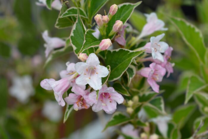 Weigela Florida 'Nana Variegata'