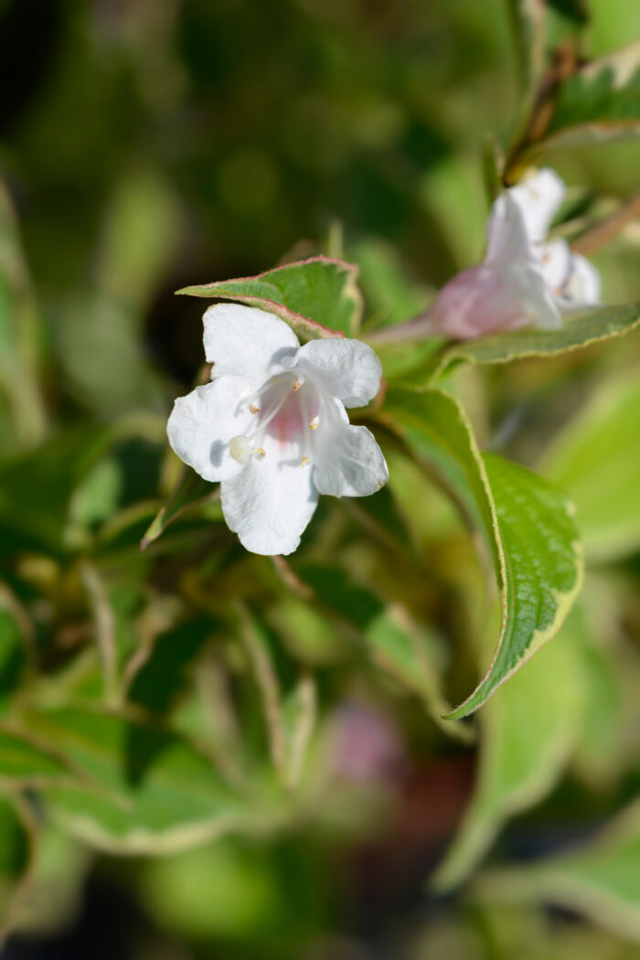 Weigela Florida 'Nana Variegata'