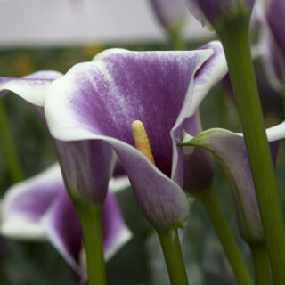 Zantedeschia Calla Picasso