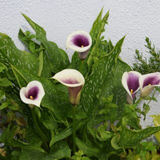 Zantedeschia Calla Picasso