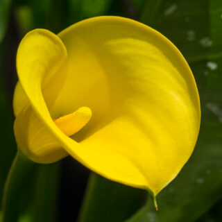 Zantedeschia Calla Yellow