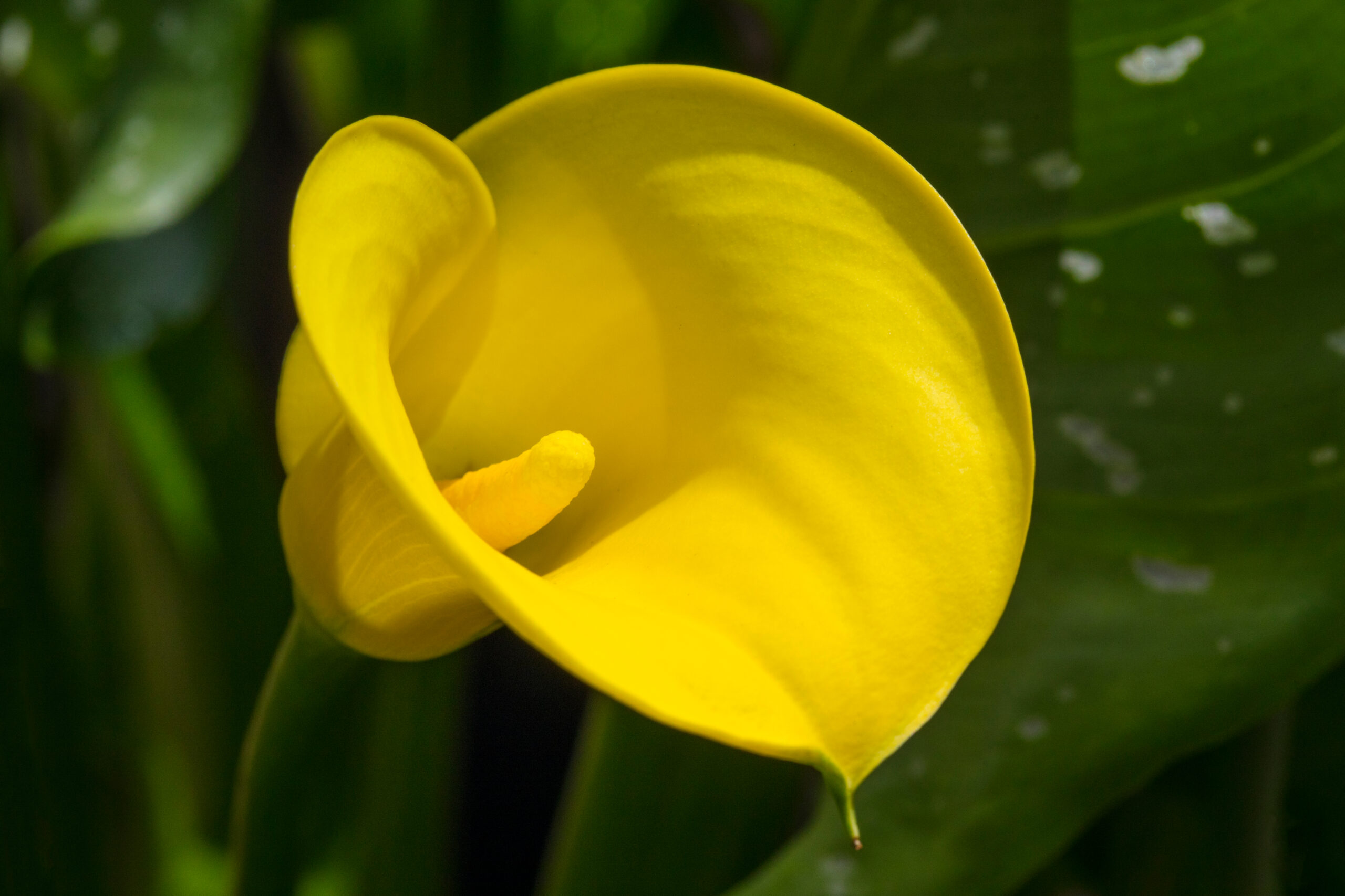 Zantedeschia Calla Yellow Zantedeschia Calla Yellow