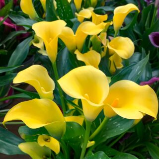 Zantedeschia Calla Yellow