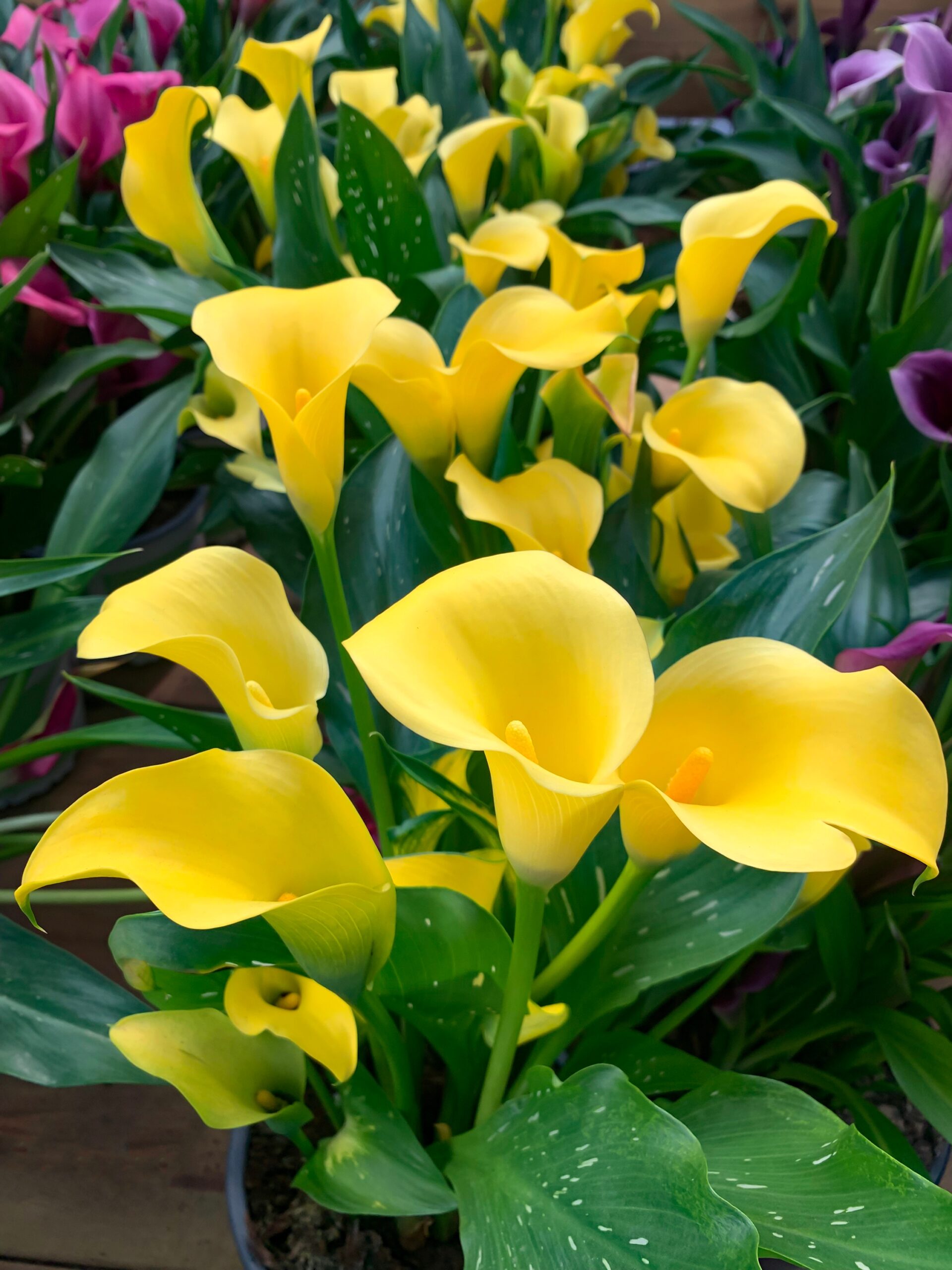 Zantedeschia Calla Yellow Zantedeschia Calla Yellow