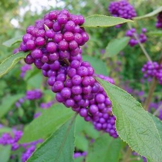 callicarpa-bodinieri-giraldii