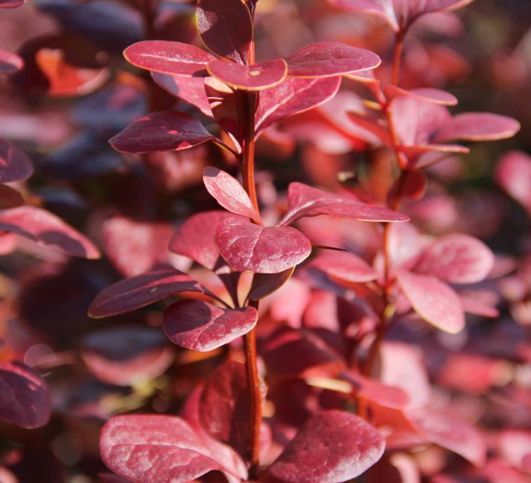 Berberis thu. ‘Red Pillar’ – Plants To Your Door