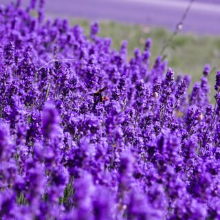 elena-g-tyO_MZNZuNY-unsplash