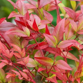 nandina-domestica-gulf-stream