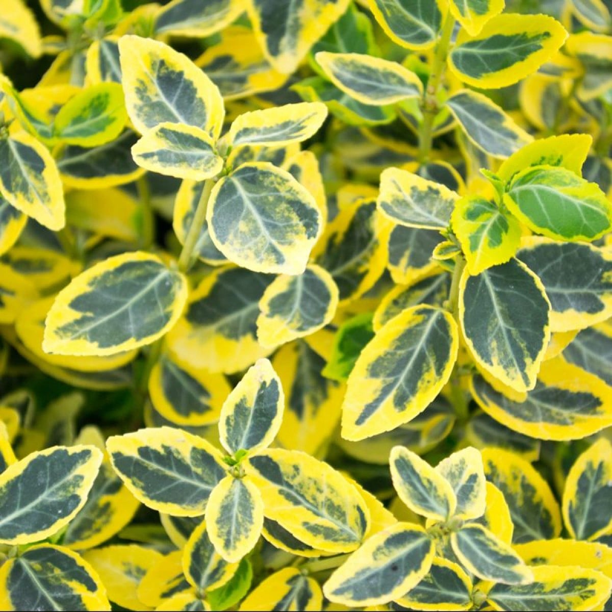 Euonymus Fortunei 'Emerald 'n' Gold' Plants To Your Door Euonymus Fortunei 'Emerald 'n' Gold' Plants To Your Door