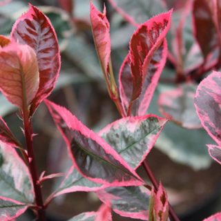 photinia_louise_mclarens_nursery__055347700_1906_30032014
